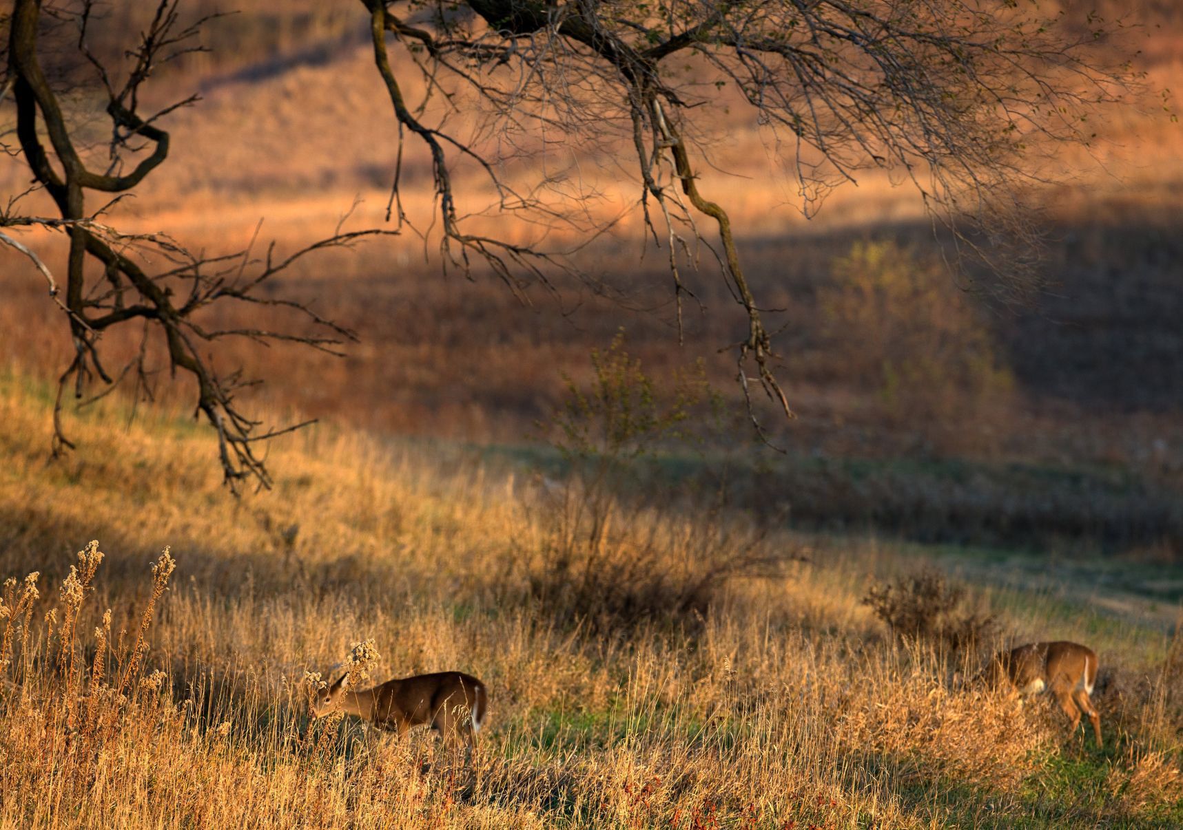 Best of Nebraska